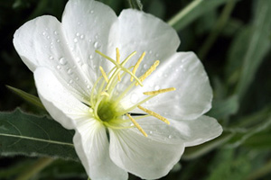 White Evening Primrose