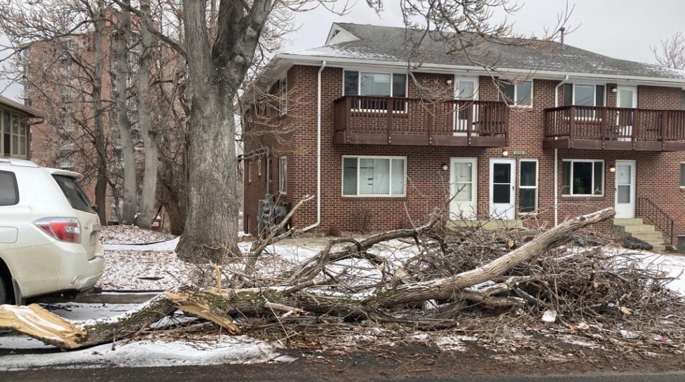 Large downed tree due to snow damage