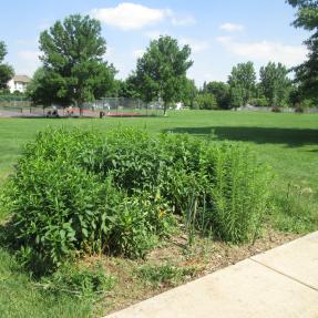 North Palo Park